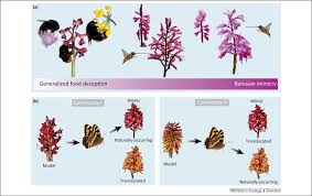 Pick your perfect floral wedding program with zazzle. Pollinator Mediated Evolution Of Floral Signals Trends In Ecology Evolution