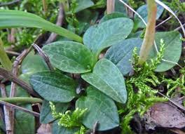 Image result for Goodyera