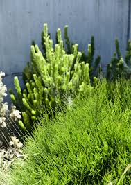 Lomandra are another tough, low maintenance. How To Choose Low Maintenance Australian Native Plants Houzz Au