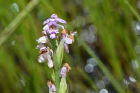 Image result for Brachycorythis friesii