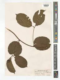 Image result for Afrobrunnichia