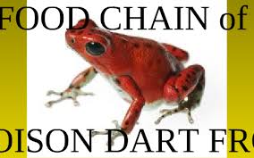 Food Chain Of A Poison Dart Frog By Logan Gray On Prezi