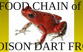 food chain of a poison dart frog by logan gray on prezi