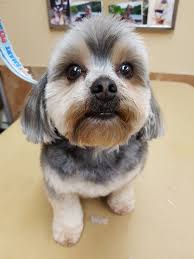 Shihtzu Haircut Hot Hair Styles Dog Haircuts Dog Hair