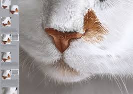 Follow this easy how to draw a cat step by step tutorial and you will be finishing up your cat drawing in no time. Webwhatsapi Tutorial