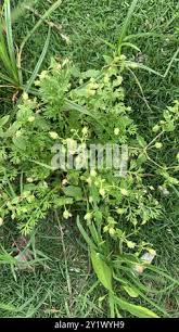 Image result for Nelsia quadrangula