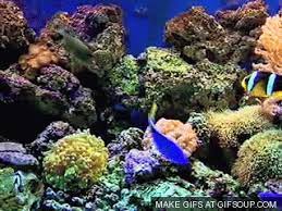 Welcome to bbc america on giphy, home to gifs from all your favorite shows including doctor who, killing eve, planet earth, and orphan black. Coral Reef Gifs Get The Best Gif On Gifer