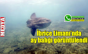 Diğer bir türü sivri kuyruklu ay. Ibrice Limani Nda Ay Baligi Goruntulendi Medya Kesan