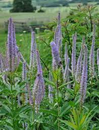 Click here to find out more. Veronicastrum Virginicum Lavendelturm Claire Austin