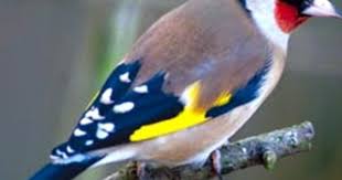 Goldfinch Goldfinch Birds Sounds Of Birds