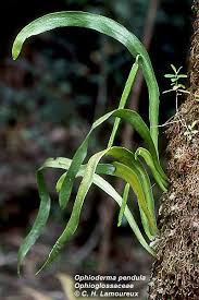 Image result for Ophioglossaceae