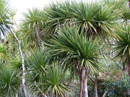 Compare prices & read reviews. Dwarf Cabbage Tree Cordyline Pumilio Inaturalist Nz