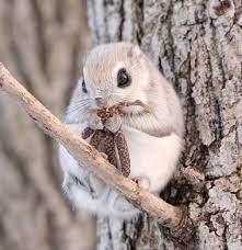 Tasia On Twitter Japanese Dwarf Flying Squirrel Cute Baby Animals Cute Animals