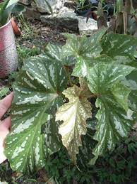 Silver Mist Thu Hải đường