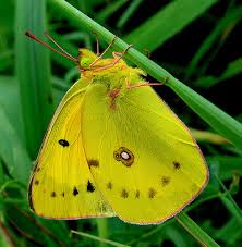 Image result for Indigofera pseudodemissa