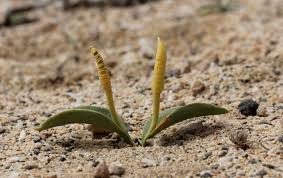 Image result for Ophioglossum polyphyllum