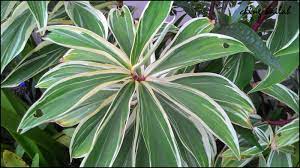 Variegated spiral ginger plant care. Simple Living In Nancy Growing Variegated Crepe Ginger Plant In My Garden