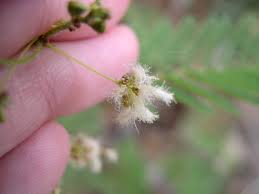 Image result for Acacia angustissima