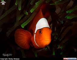 prince nemo clown fish in supiori biak indonesia clown fish fish mandarin fish
