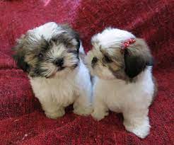 Check spelling or type a new query. Lovely Beautiful Shih Tzu Puppies Pets Rehoming Ajman