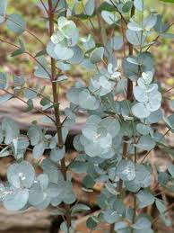 Pin By Katherine Crouch Garden Design On Plantarum Australian Native Flowers Australian Flowers Plants