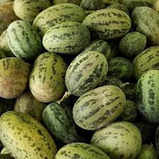 Image result for Cucumis melo