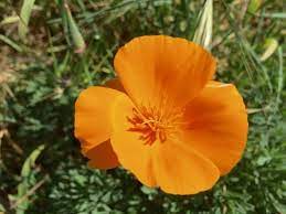 As of this weekend, nearly 314,200 doses had been offered and active. Where To Find The Best Wildflowers In Santa Cruz County Visit Santa Cruz County