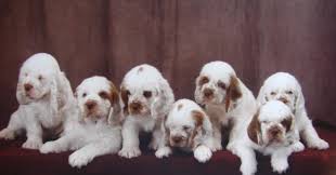 Standard, bronze, silver, gold, and platinum. Clumber Spaniel Dog Breed Information Images Characteristics Health