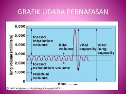 Volume udara cadangan inspirasi/udara komplementer, yaitu banyaknya udara yang dapat diisap dengan kekuatan inspirasi maksimal setelah bernapas biasa (±1.500 cc). Sistem Respirasi 19 09 2018 Makhrus Ali Ppt Download