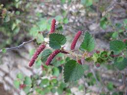 Image result for Acalypha