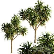 Check spelling or type a new query. 3d Models Tree Set Of New Zealand Cabbage Trees Cordyline Australis 3 Trees Tree 3d Model New Zealand