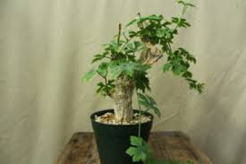 Image result for Stathmostelma fornicatum