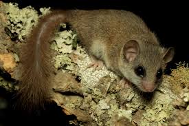 Image result for Glinus hirtus