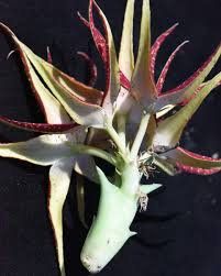 Image result for Orbea paradoxa