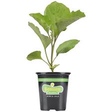 We did not find results for: Bonnie Plants 19 3 Oz In Pot Eggplant Black Beauty Plant In The Vegetable Plants Department At Lowes Com