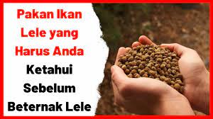 Berikut ini tabel bentuk atau jenis pakan buatan untuk ikan peliharaan air tawar. Pakan Ikan Lele Yang Harus Anda Ketahui Sebelum Ternak Lele