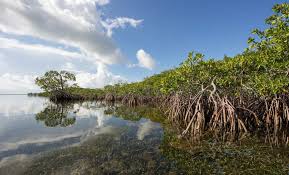Buaya memang menjadi salah satu binatang yang berbaya bagi manusia namun ada saja manusia yang berani melakukan interaksi dengan buaya. Fakta Mangrove Di Indonesia Pusat Informasi Mangrove