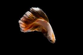Betta Fish Swimming Vertically Reasons How To Solve It Pet Fish Online