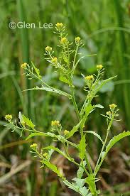 Image result for Rorippa