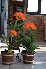 What are recommendations for a growing medium for my clivia? How To Grow And Care For Clivias Better Homes And Gardens