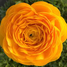 Ranunculus Flower Up Close Now Available In Planters At Our Garden Shop Armonk Ny Www Nscapes Net