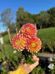 eleven roots flower + farm