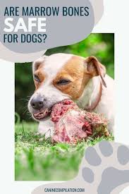 I used to give buddy a frozen marrow bone every week or so, as a treat. Can My Dog Eat Marrow Bones Are They Safe For Dogs Canine Compilation