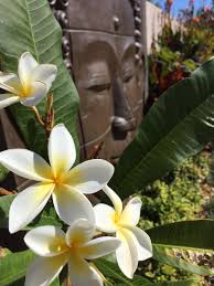 Frangipani Flowers Frangipani Exotic Flowers Balinese Garden Flowers