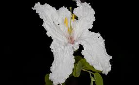 Image result for Bauhinia macrantha