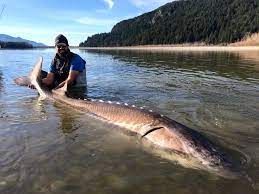 Lake sturgeon fish sticker | etsy. Sturgeon Fishing In Bc All You Need To Know