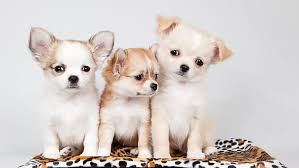 2,211 long haired chihuahua royalty free images and photography available to buy from thousands of stock photographers. Long Haired Chihuahua 1080p 2k 4k 5k Hd Wallpapers Free Download Wallpaper Flare