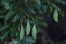 Image result for Craibia zimmermannii