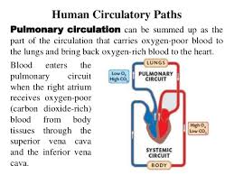 This is call a double circulation system, because the blood travels through the heart twice on one complete journey around the body Respiratory System And Circulatory System Working Together With Other