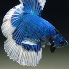 Live Betta Fish Male Metallic Blue Butterfly Halfmoon Betta Betta Fish Siamese Fighting Fish